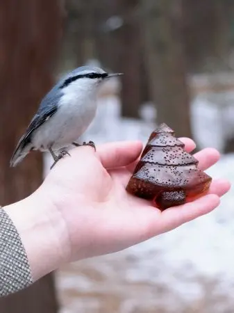 Мармелад сосновый с шишкой ЁЛОЧКА, 90гр Мармелад сосновый с шишкой ЁЛОЧКА, 90гр